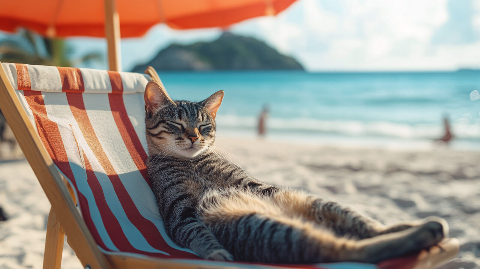 kattenoppas en kattenopvang